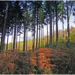 Herbst im Wald