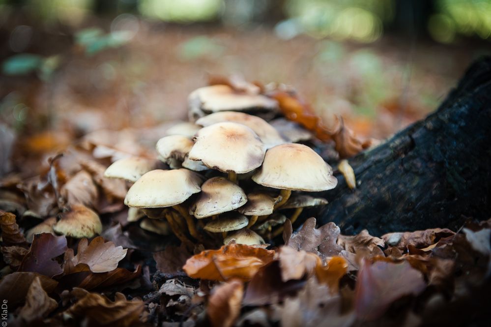 Herbst - Im Wald gefunden