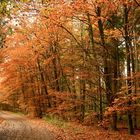 Herbst im Wald I