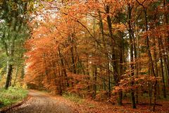 Herbst im Wald I