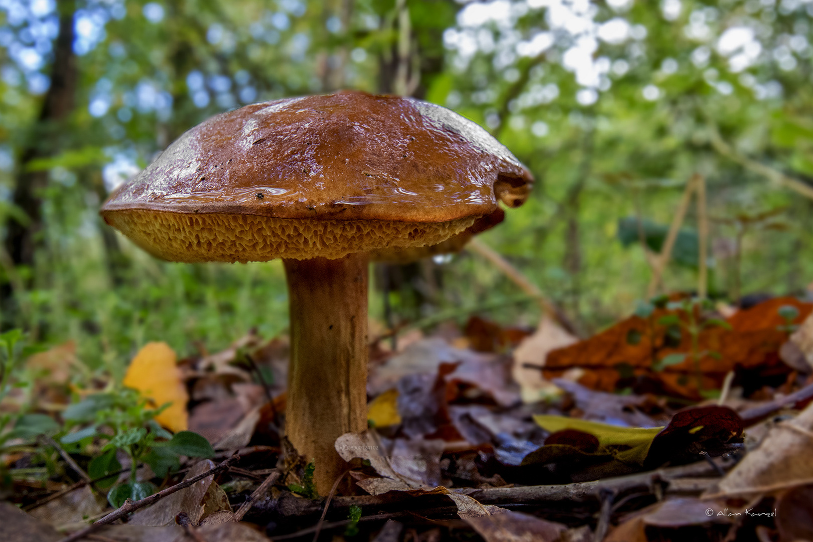 Herbst im Wald II