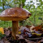 Herbst im Wald II