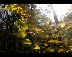 Herbst im Wald II