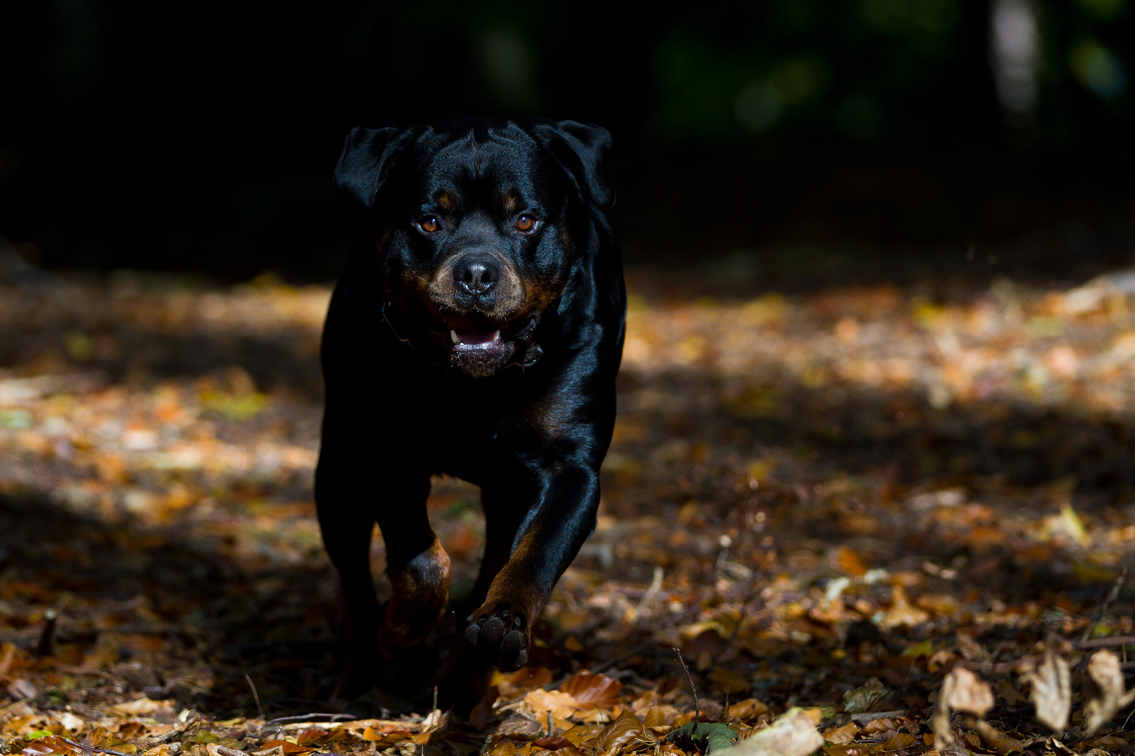 Herbst im Wald II