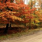 Herbst im Wald II