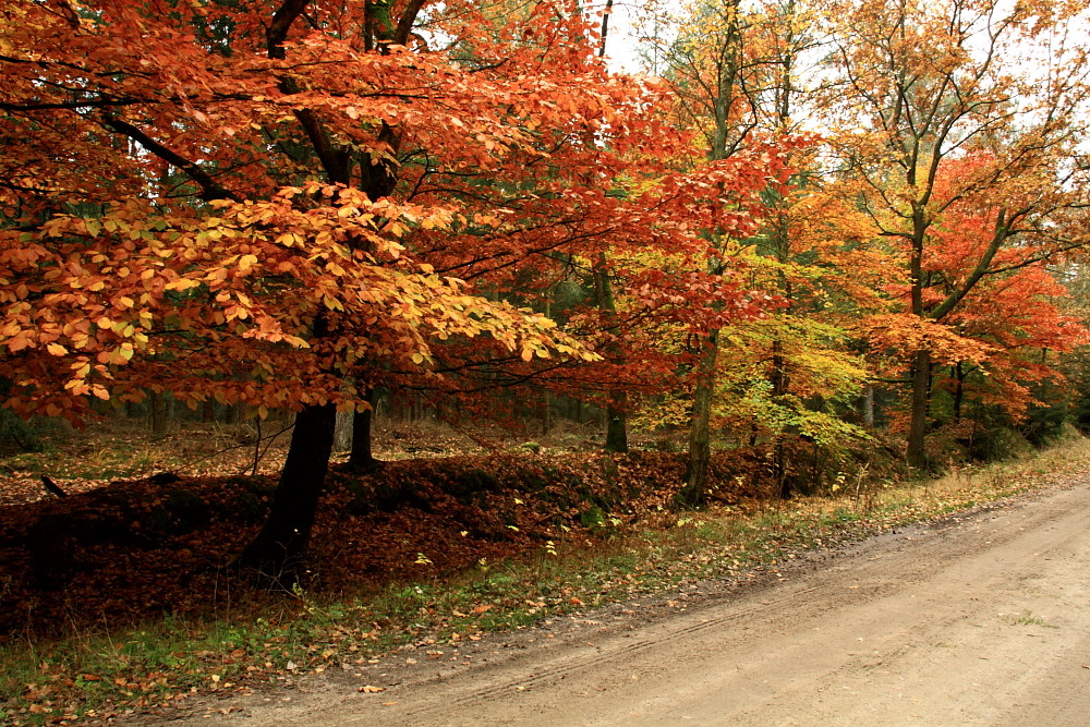 Herbst im Wald II