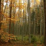 Herbst im Wald III