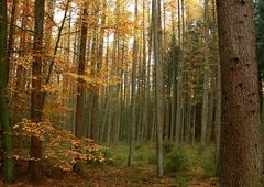 Herbst im Wald III