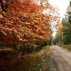 Herbst im Wald IV