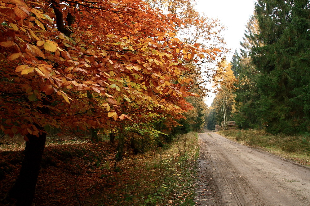 Herbst im Wald IV