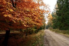 Herbst im Wald IV