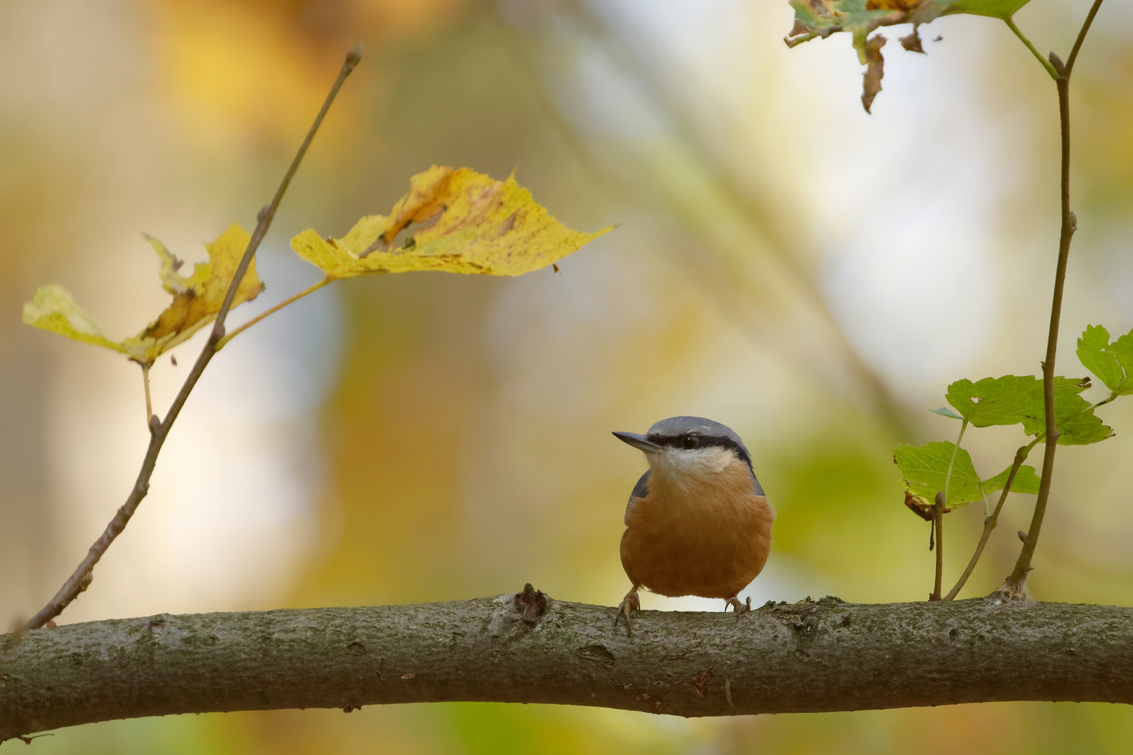 Herbst im Wald : Kleiber  (Sitta europaea)