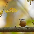 Herbst im Wald : Kleiber  (Sitta europaea)