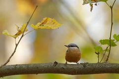 Herbst im Wald : Kleiber  (Sitta europaea)