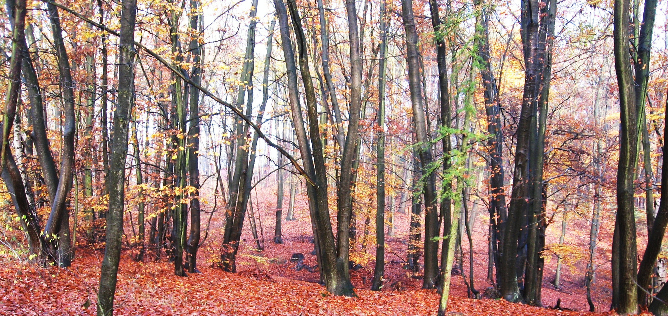 Herbst im Wald.. neblig..