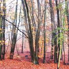 Herbst im Wald.. neblig..