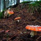 Herbst im Wald Nr. 2