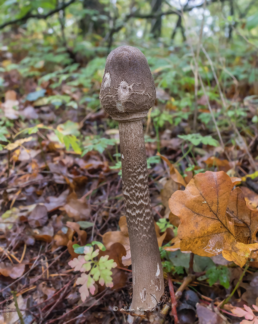 Herbst im Wald V