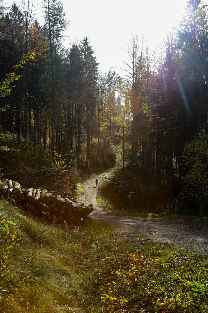 Herbst im Wald_5233-1