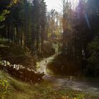 Herbst im Wald_5233-1