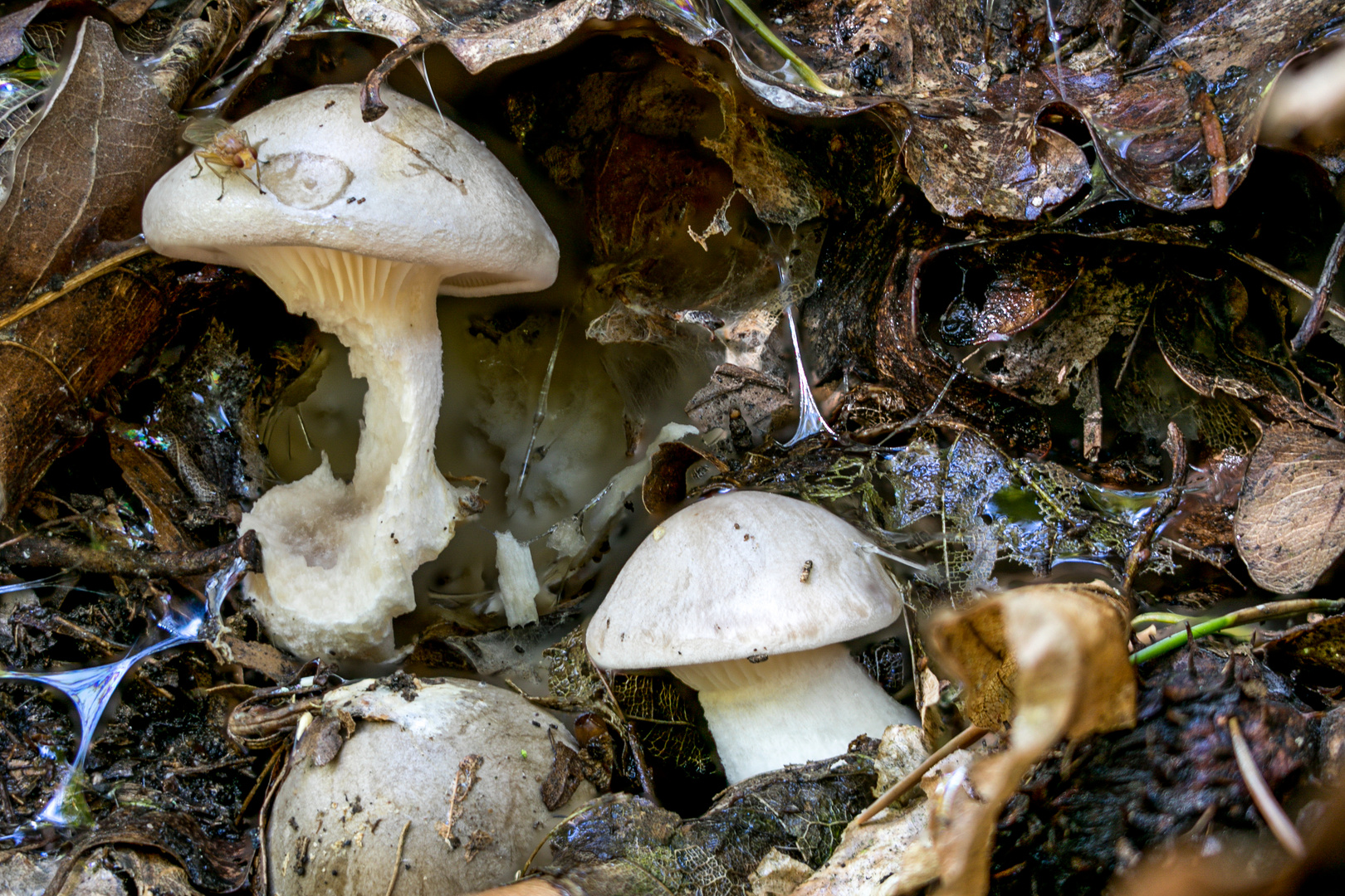 Herbst im Waldboden