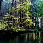 Herbst im Waldnaabtal