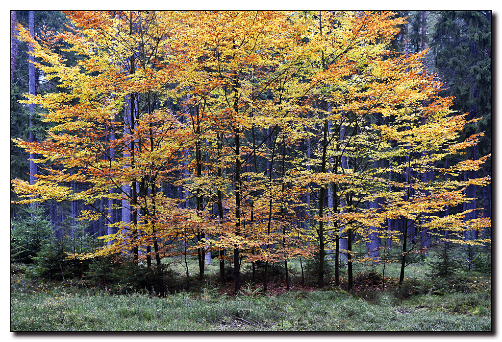 Herbst im Waldviertel