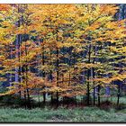 Herbst im Waldviertel