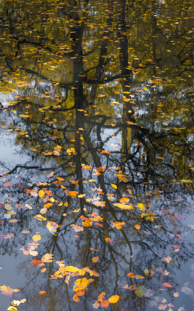 Herbst im Wandsbeker Gehölz (I)