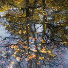 Herbst im Wandsbeker Gehölz (I)