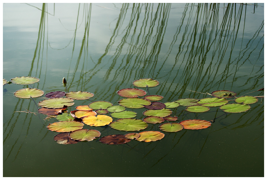 Herbst im Wasser