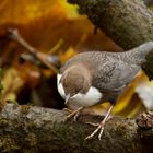 Herbst im Wasseramselrevier