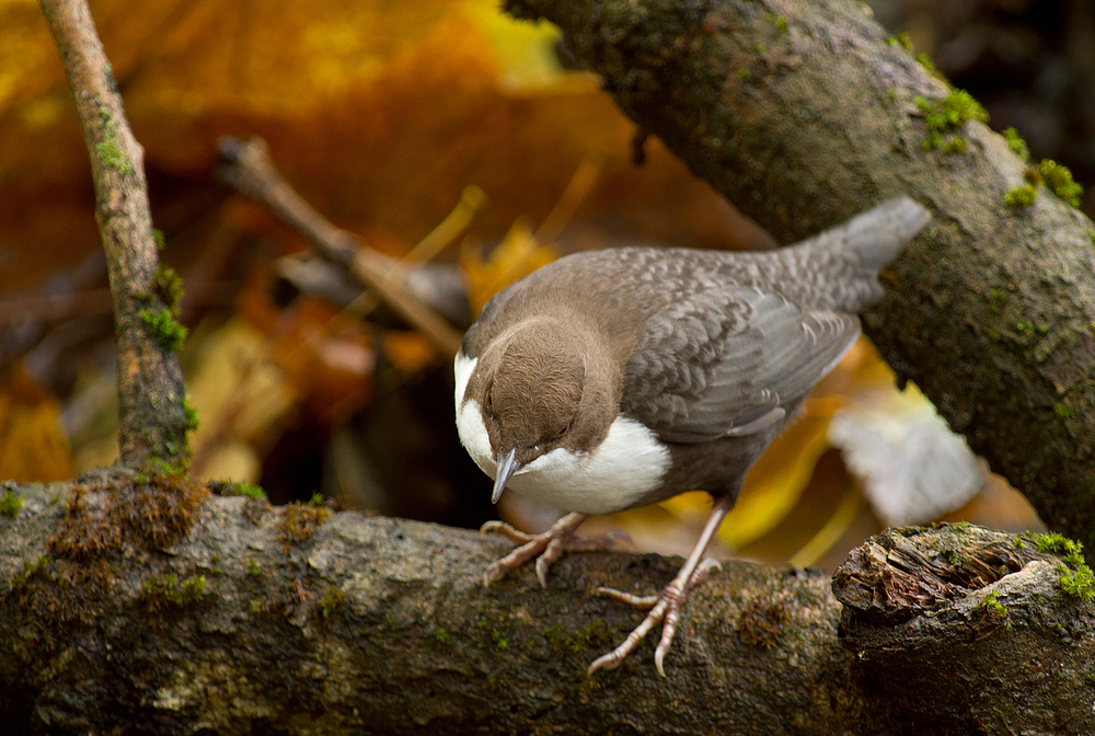 Herbst im Wasseramselrevier