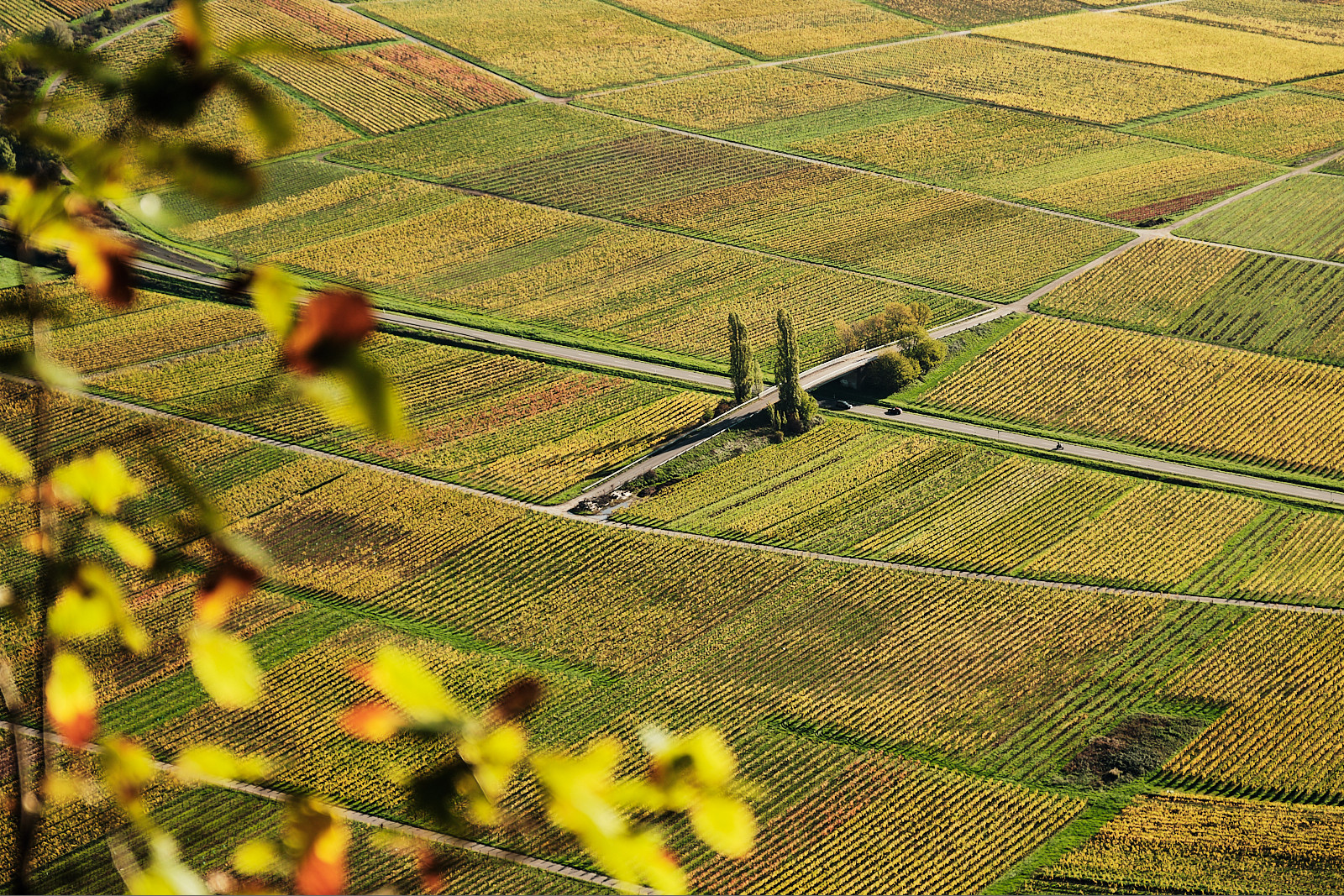 Herbst im Wein