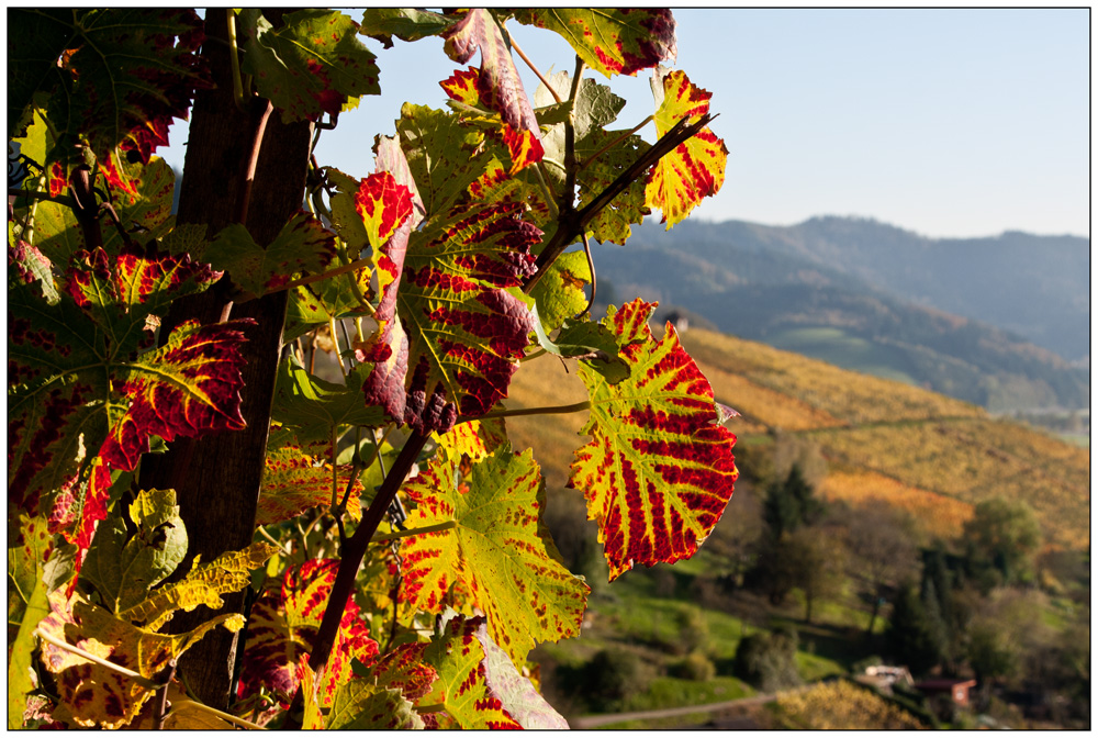 Herbst im Weinberg 02