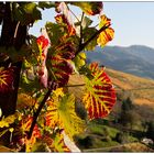 Herbst im Weinberg 02