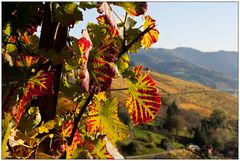 Herbst im Weinberg 02