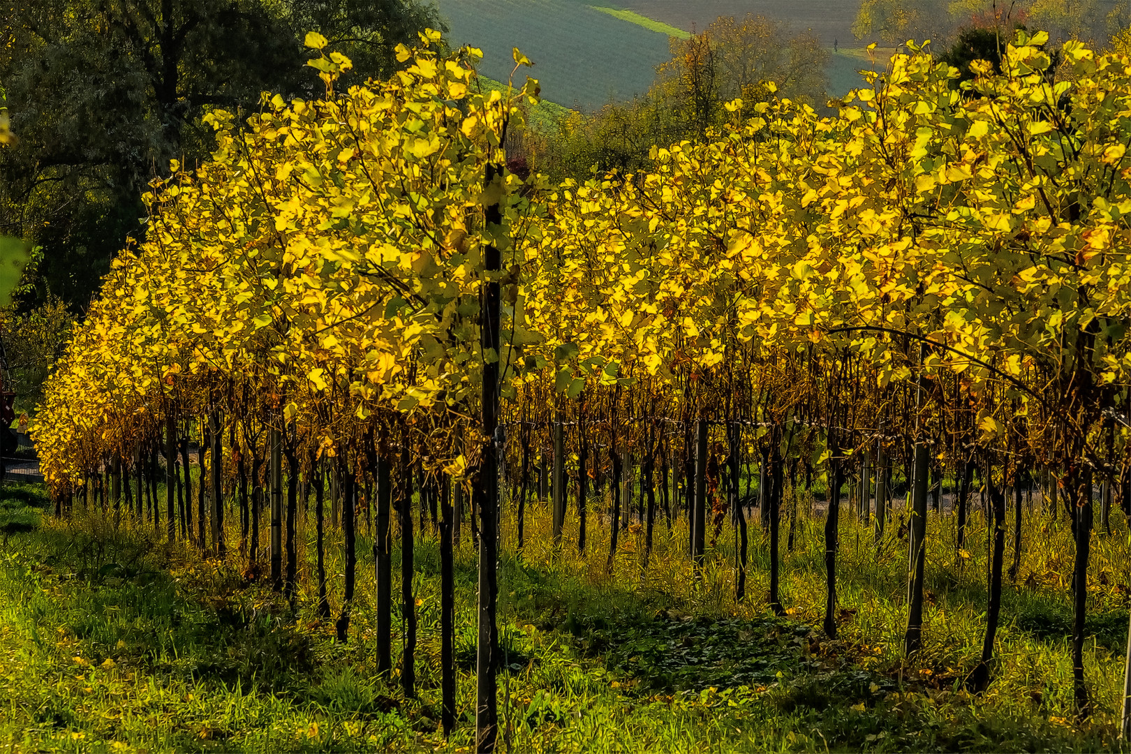 Herbst im Weinberg