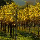 Herbst im Weinberg