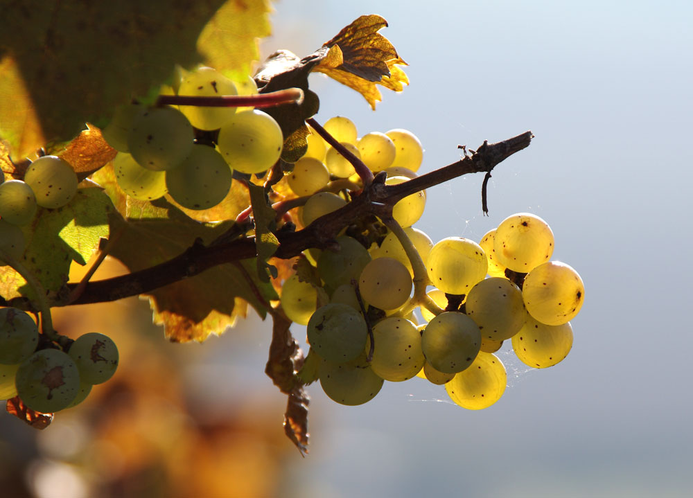 Herbst im Weinberg