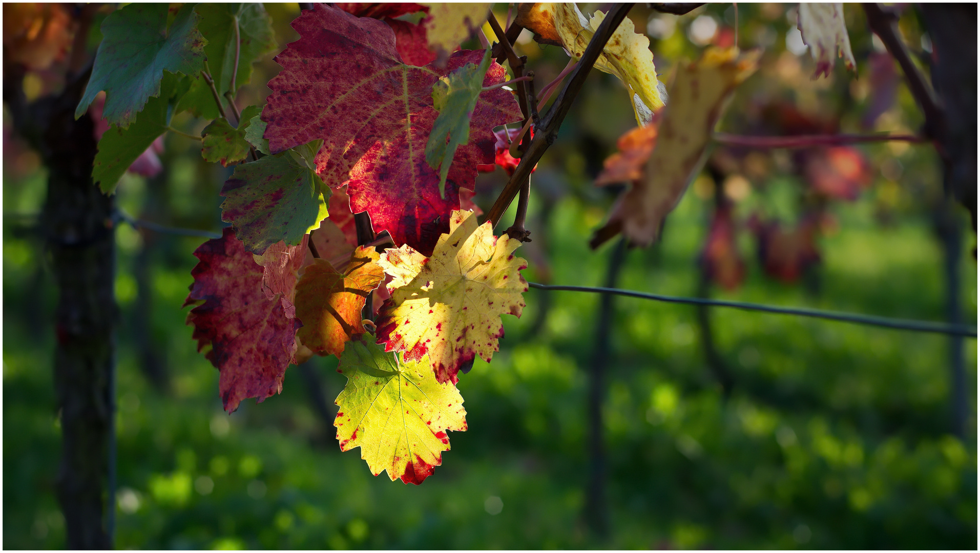 Herbst im Weinberg -1-