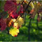 Herbst im Weinberg -1-