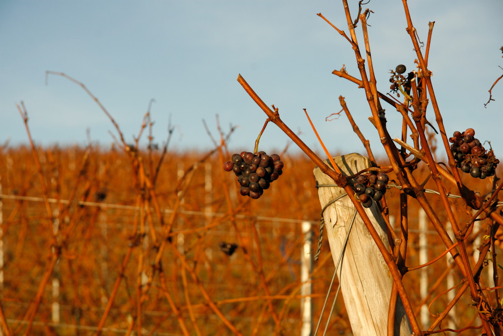 Herbst im Weinberg 1