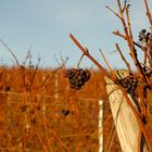 Herbst im Weinberg 1