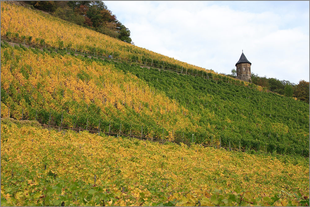 Herbst im Weinberg 1