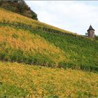 Herbst im Weinberg 1