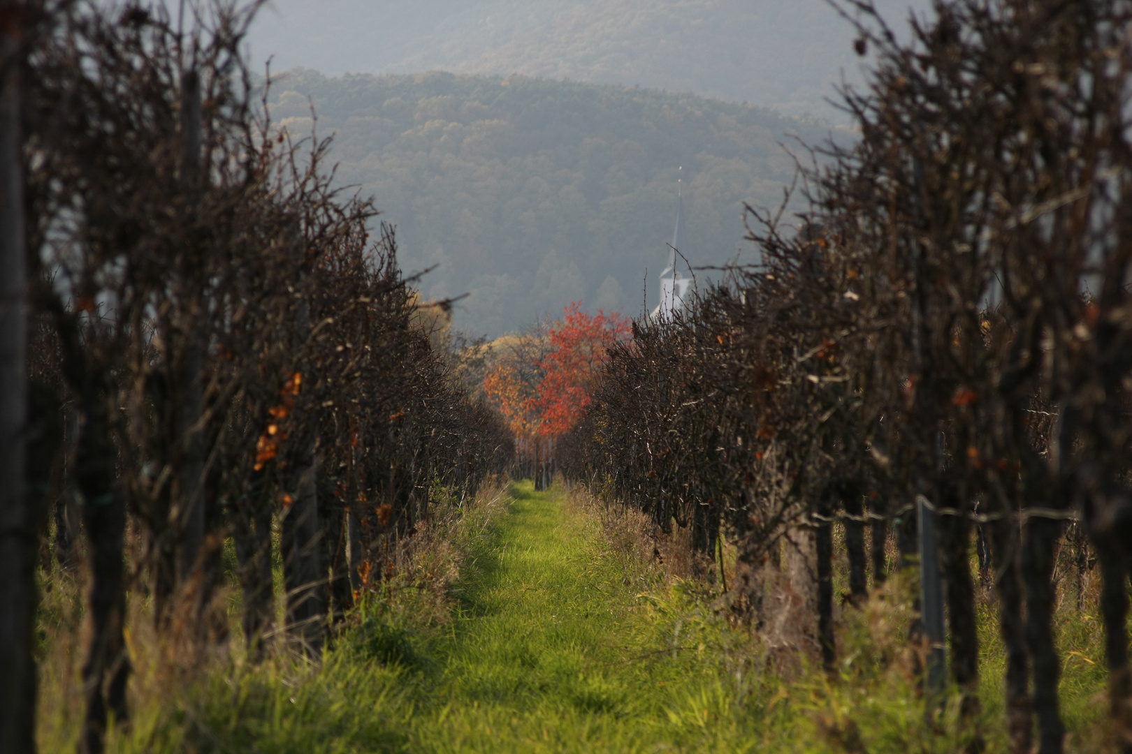 Herbst im Weinberg