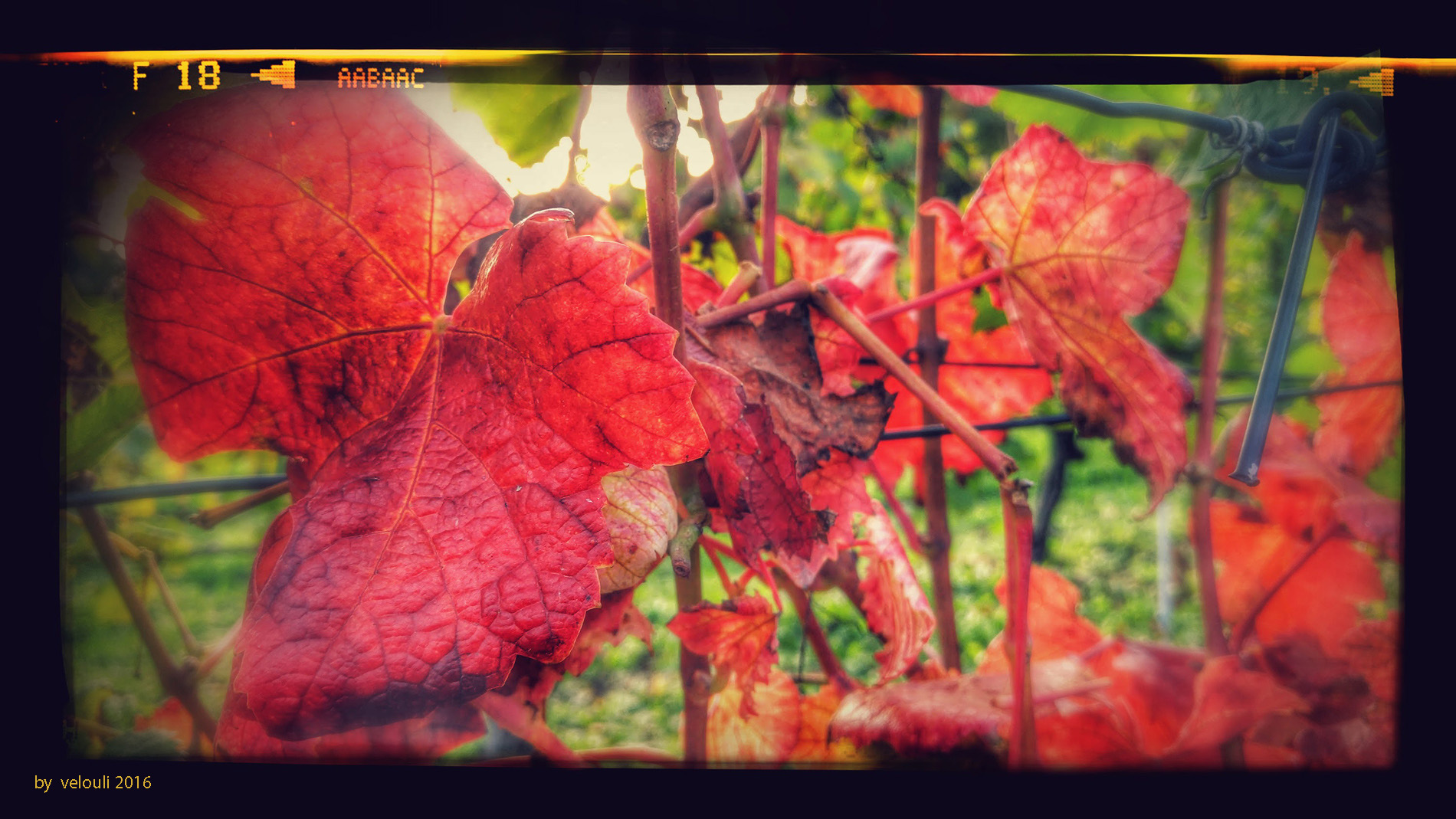 Herbst im Weinberg