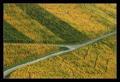 Herbst im Weinberg