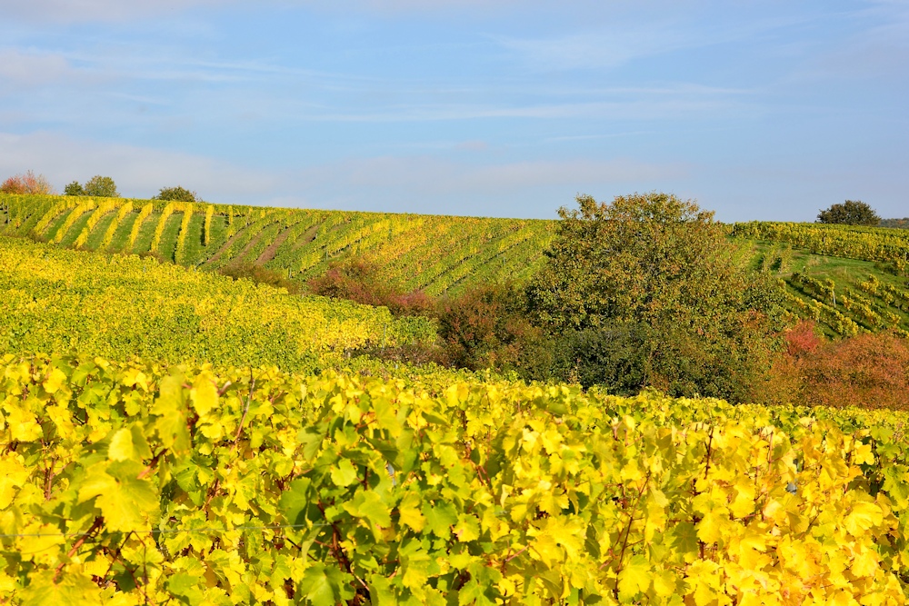 Herbst im Weinberg 2